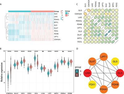 Development and validation of cuproptosis-associated prognostic signatures in WHO 2/3 glioma